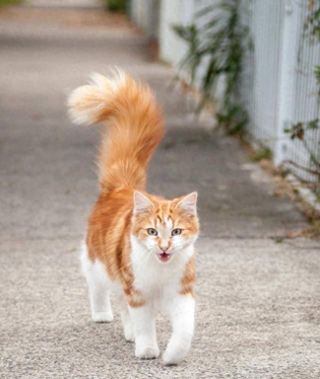 想要知道猫咪的心情那就看它的尾巴！