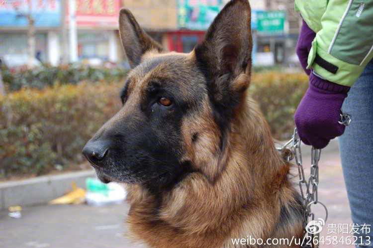 贵阳两会 犬类宠物 强制佩戴狗牌