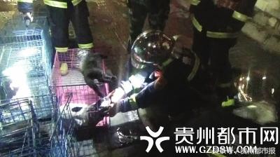 贵阳一宠物店凌晨失火，消防官兵破门转移8只宠物