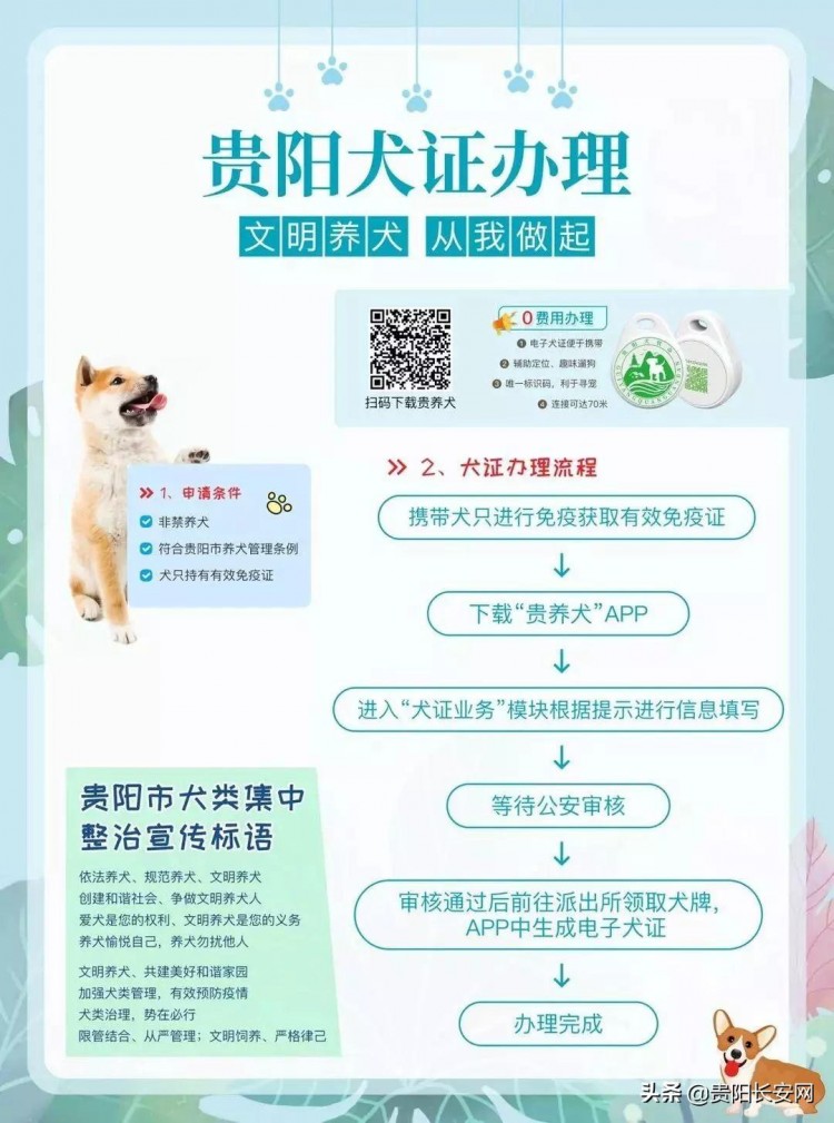 贵阳能给狗狗办“身份证”！也可以通过APP找到狗！