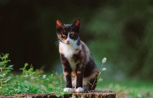 TNR最完美的流浪猫救助办法替代安乐死人人都可以用