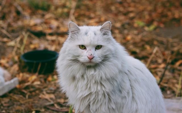 TNR最完美的流浪猫救助办法替代安乐死人人都可以用