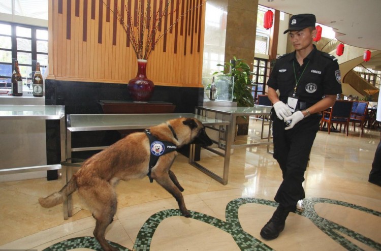 流浪马犬被警犬基地搭救马犬：我这就参军了