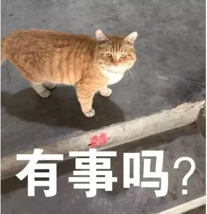 2019地表敲强鉴渣猫指南