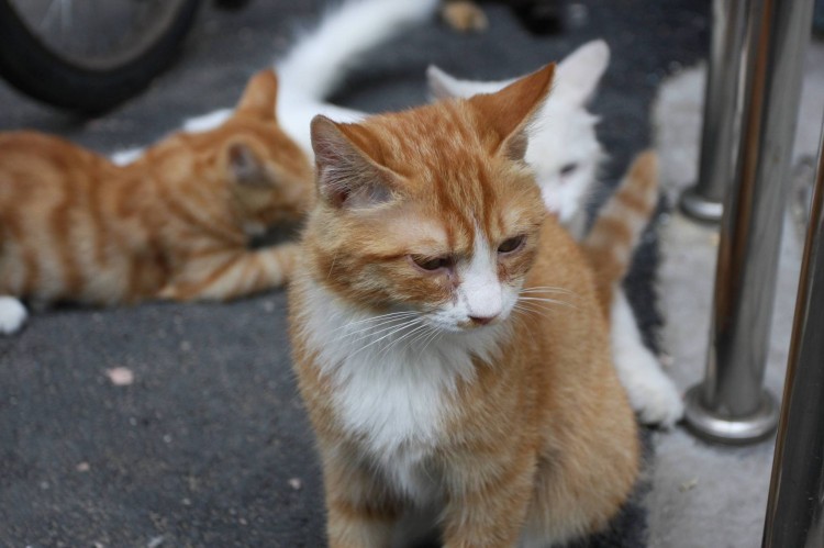 猫咪和狗狗的春天：深圳成为大陆第一个立法禁食猫狗的城市