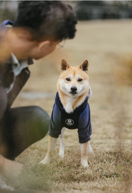 为何日本柴犬在国内这么受欢迎？多半这5个原因导致