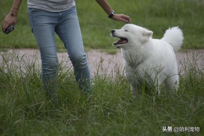 日本“100岁”看护犬离世前，通灵师翻译出狗狗的遗言