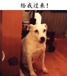 养宠物犬的口头禅你中了几个