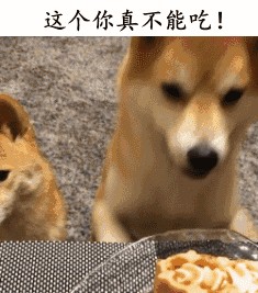 养宠物犬的口头禅你中了几个