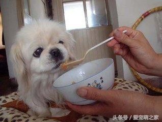 宠物犬有护食的习惯时铲屎官要知道这样做