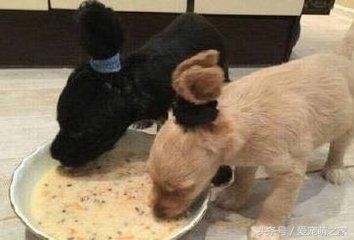 宠物犬有护食的习惯时铲屎官要知道这样做