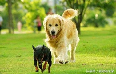 宠物犬有护食的习惯时铲屎官要知道这样做