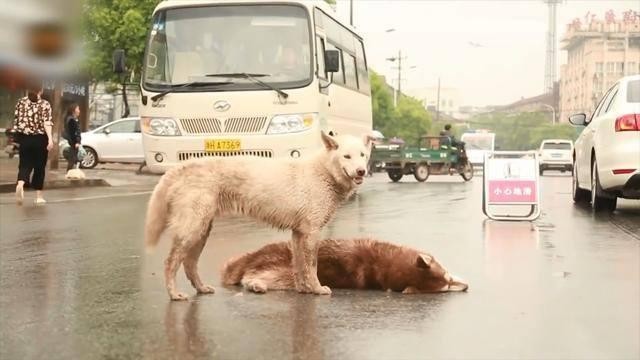 当宠物去世后，主人该如何走出悲伤？