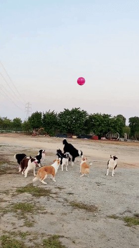 这大概就是喜欢狗狗的人终极的梦想