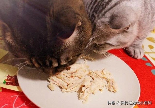 猫咪吃鸡胸肉多久喂一次鸡胸肉能当猫咪的主食吗