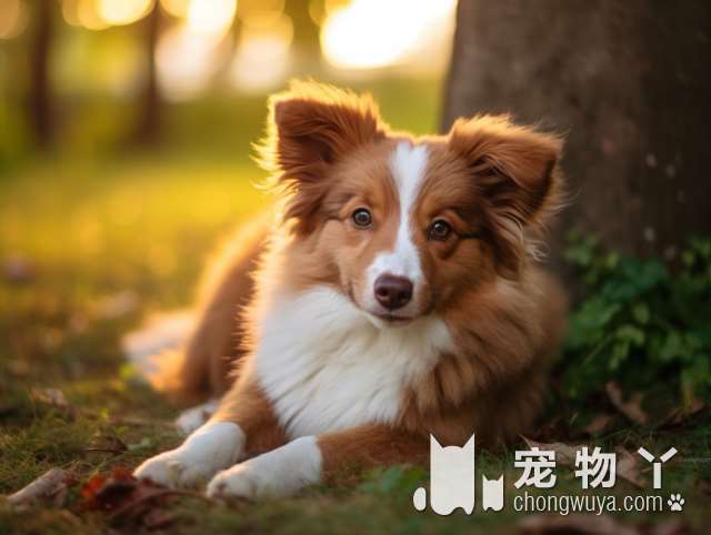 PetCity宠物城市，您的宠物洗澡首选?