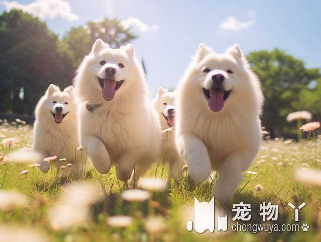 毛发卷曲的黑白犬种？